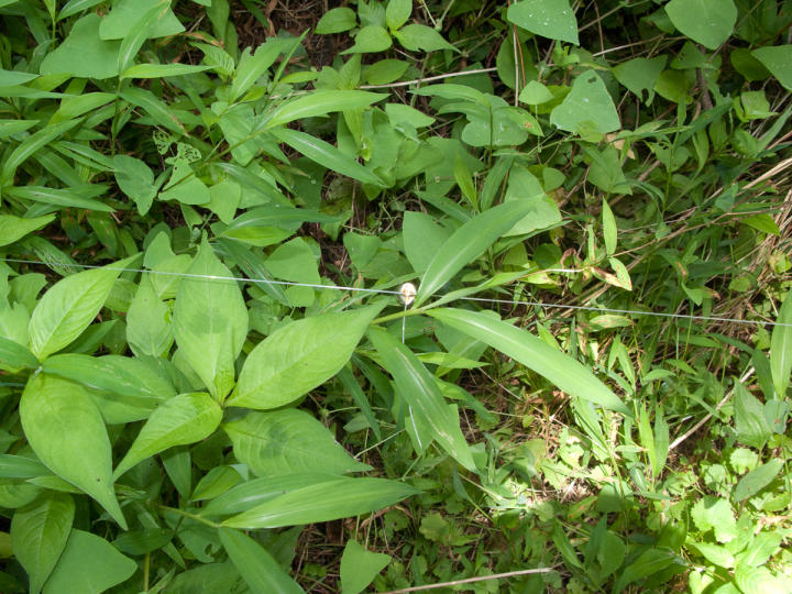 Weed patch wildlife alarm bells