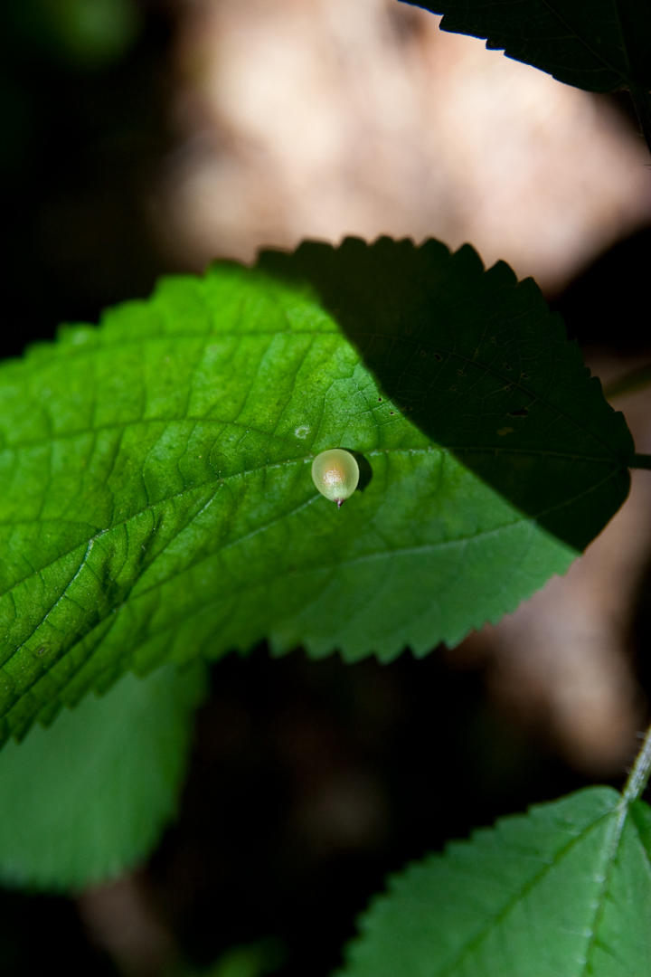 Some sort of insect egg