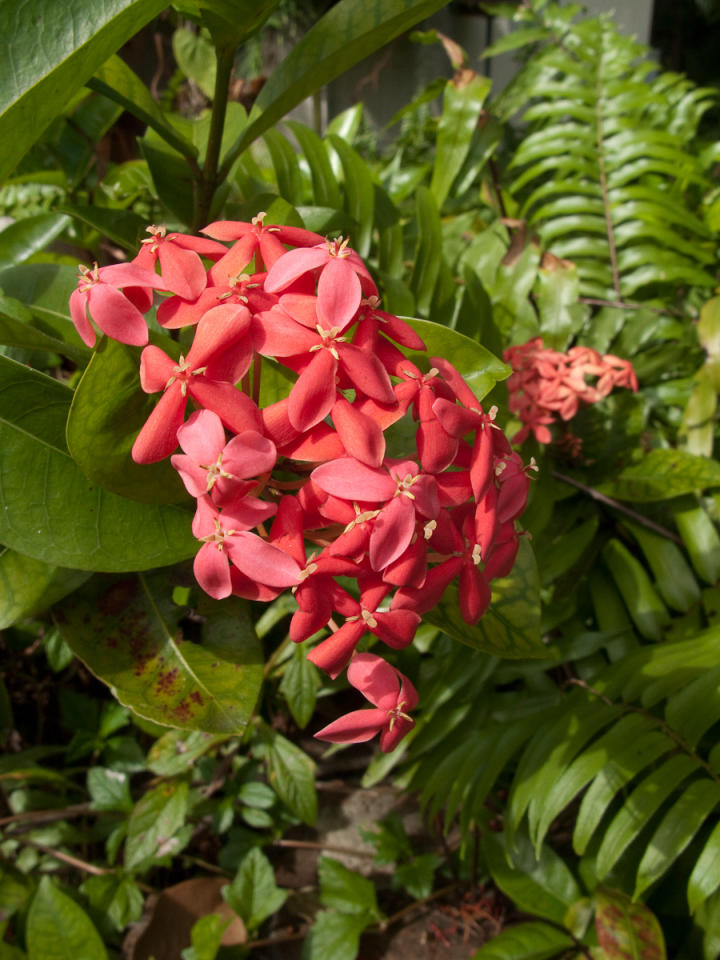 Flowers at the Spanish Monastary