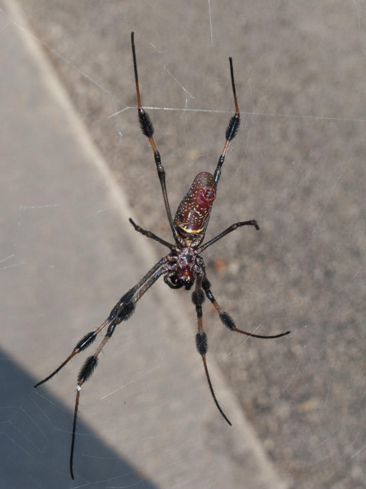 Fearsome mandibles