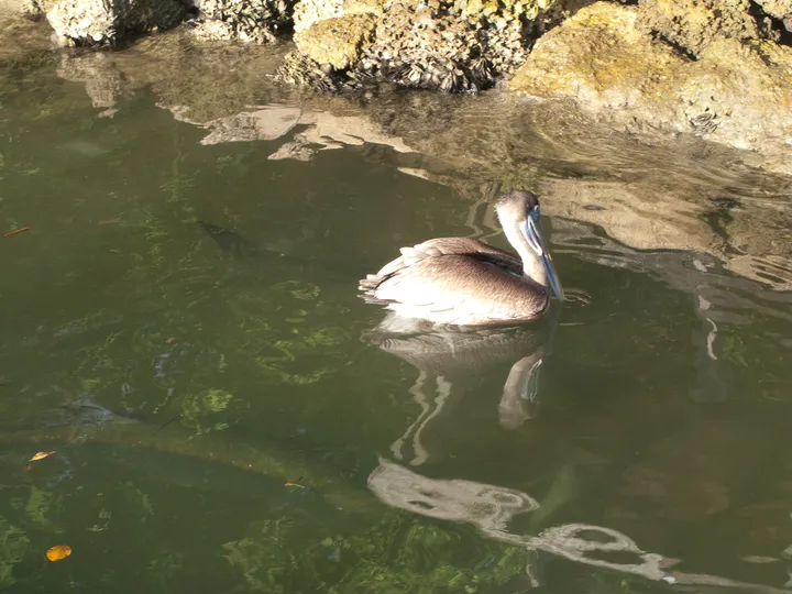 Pelican and fish