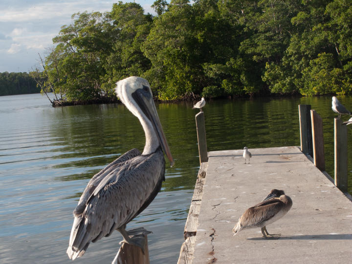 More pelicans at the wharf