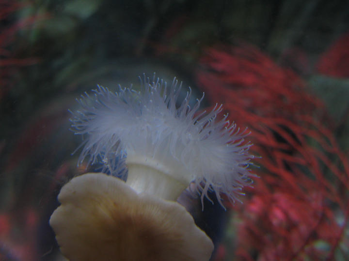 Sea anemone