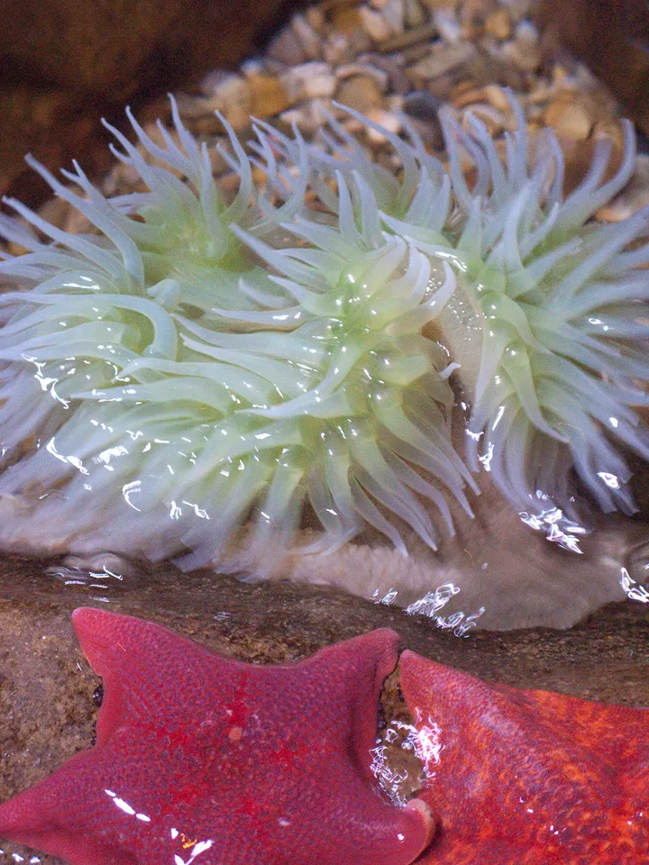 More anemone