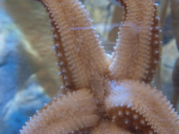 Starfish feet