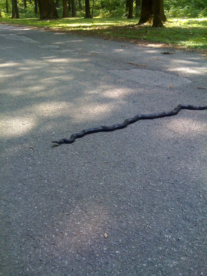 Black snake at the park