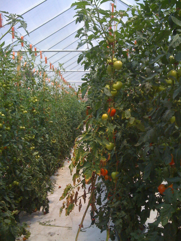 Bob and Nancy's Tomato hothouse