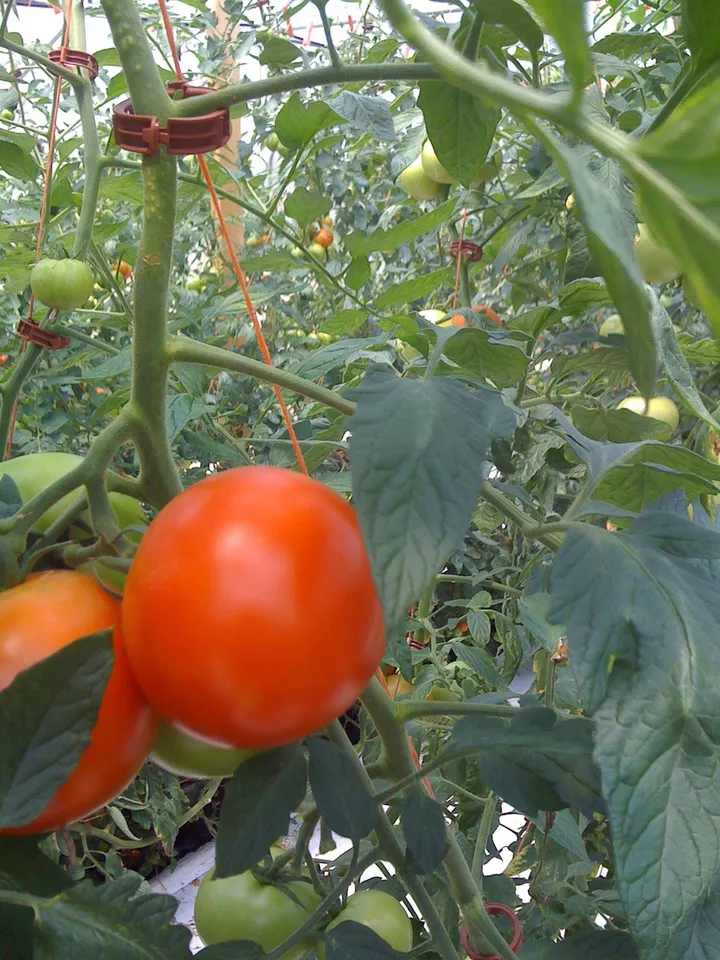 Tomato on the vine