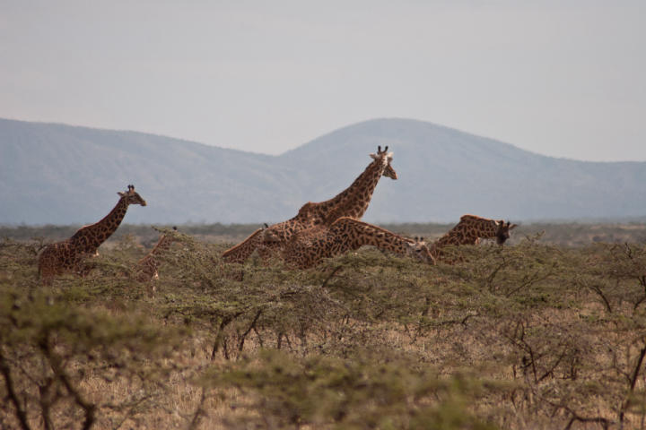 Herd we saw on the drive to Magunga