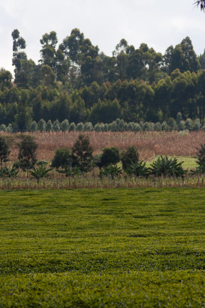 Tea fields
