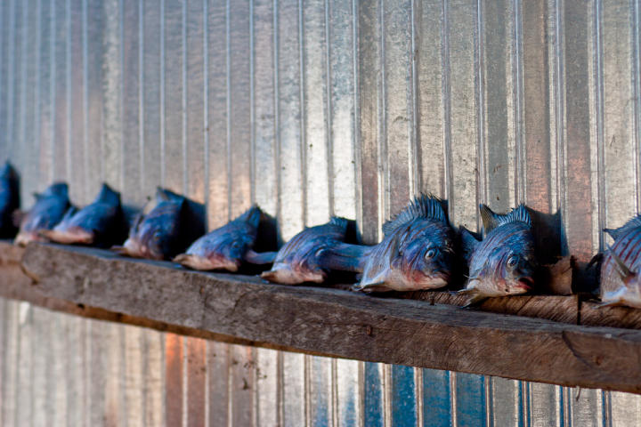 Fish awaiting the fryer