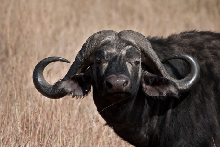 Water buffalo