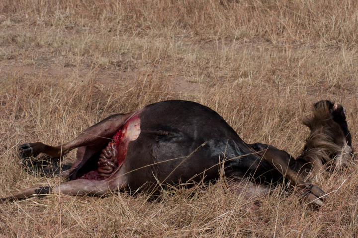 Dead wildebeest