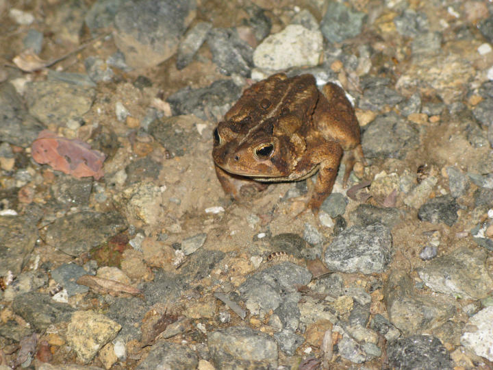 Our amphibious friend