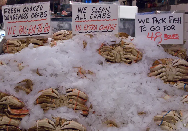 Dungeness Crabs