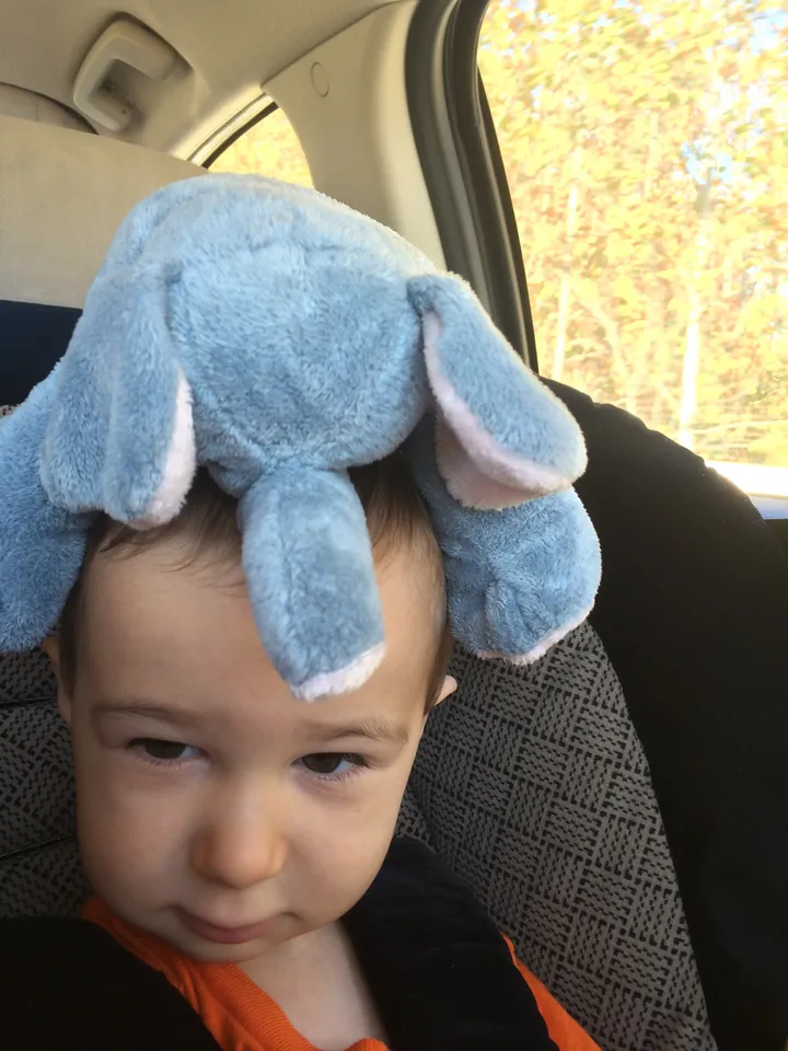 The hat of an elephant