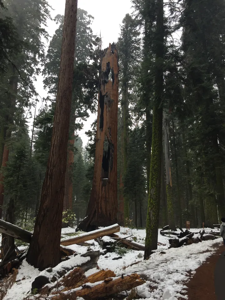 A burnt, hollowed-out Sequoia