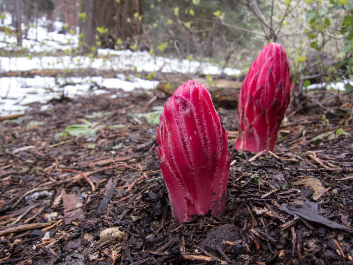 Snow Flower