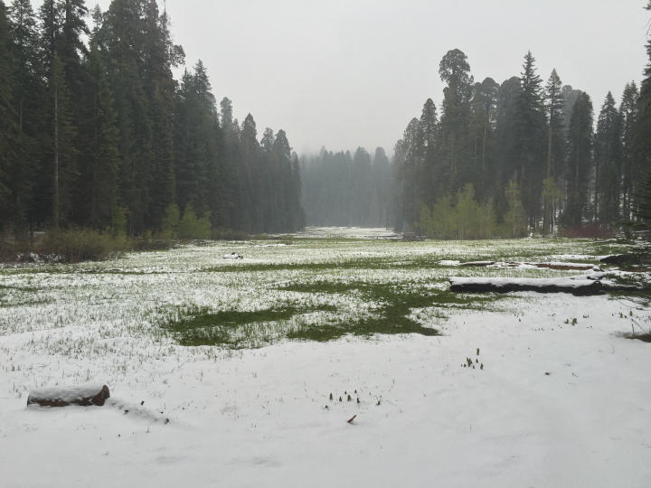 Foggy Crescent Meadow