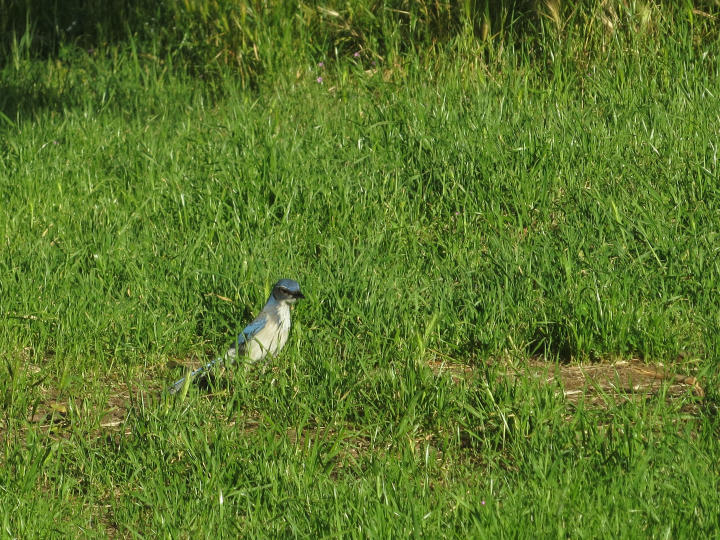 Western Scrub Jay (I think) (by JTB)