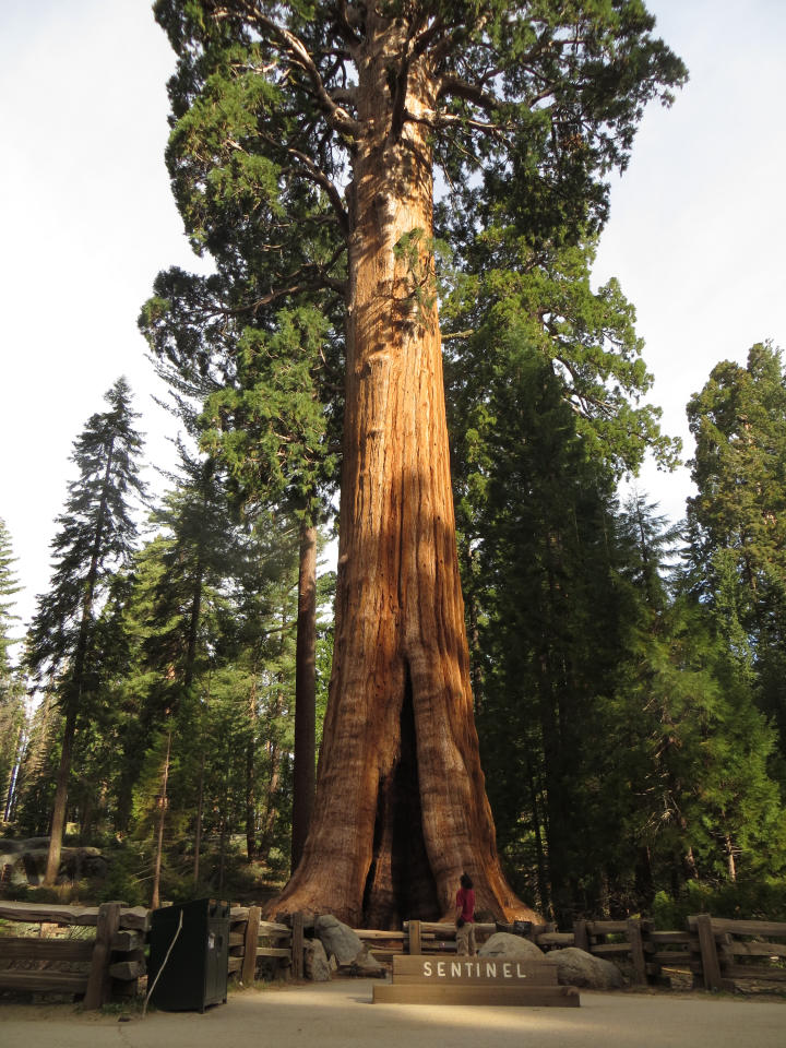 JTB by the Sentinel Tree