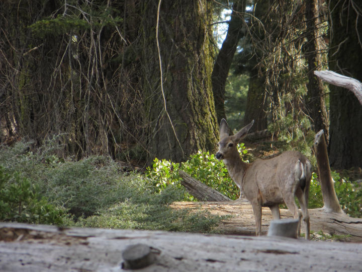 Mule Deer