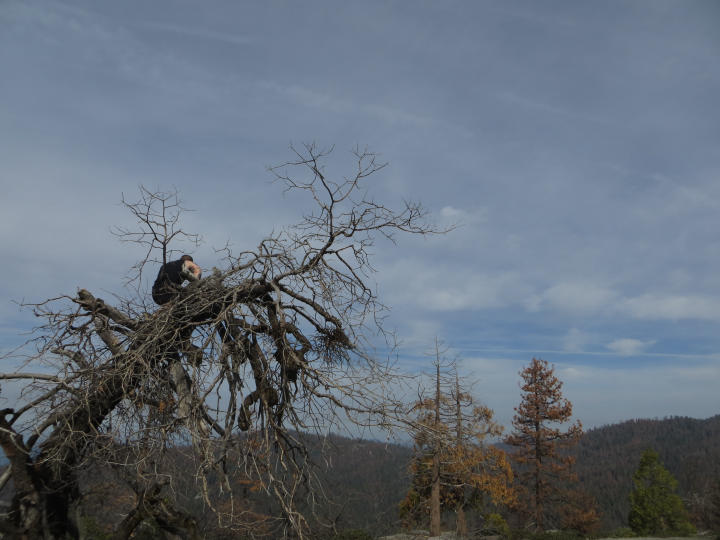 Scott in a scraggly tree