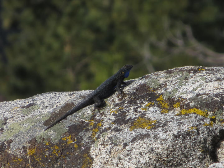 Blue bagged rocky mountain slime skink (inaccurate at best) (by JTB)