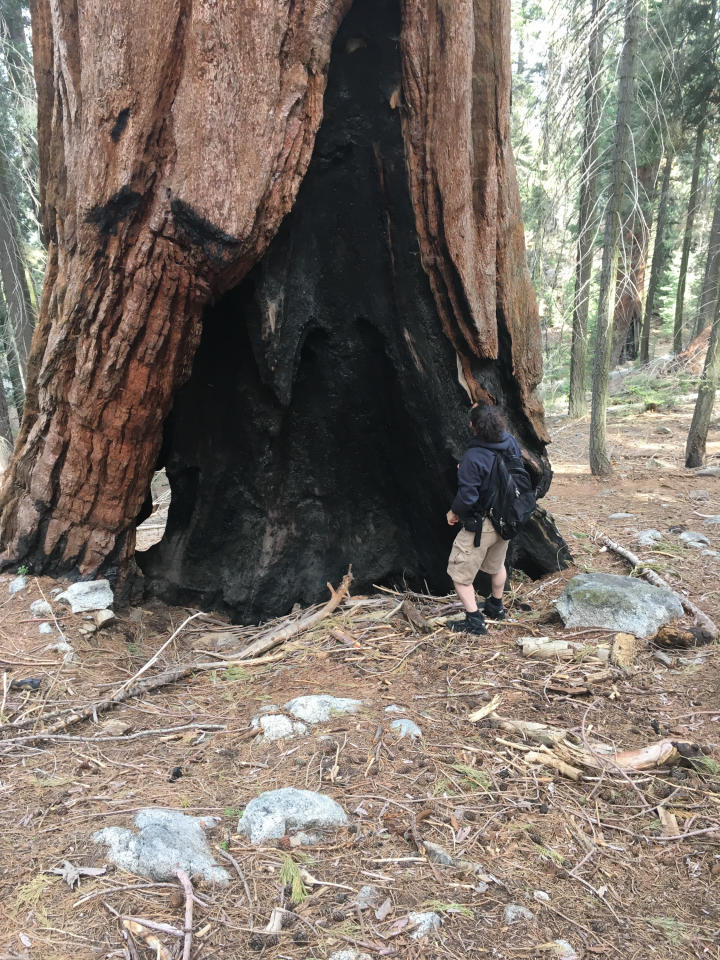 Fire damaged tree