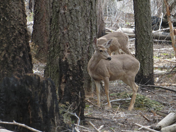 More mule deer by (JTB)