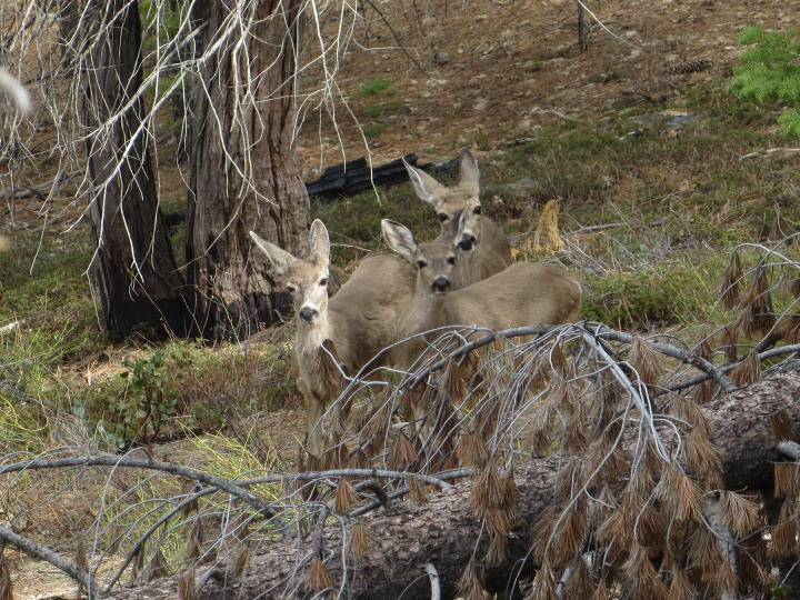 Mas mule deer (by JTB)