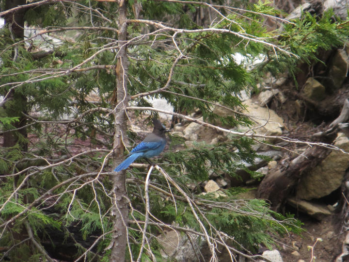 Steller's Jay (by JTB)