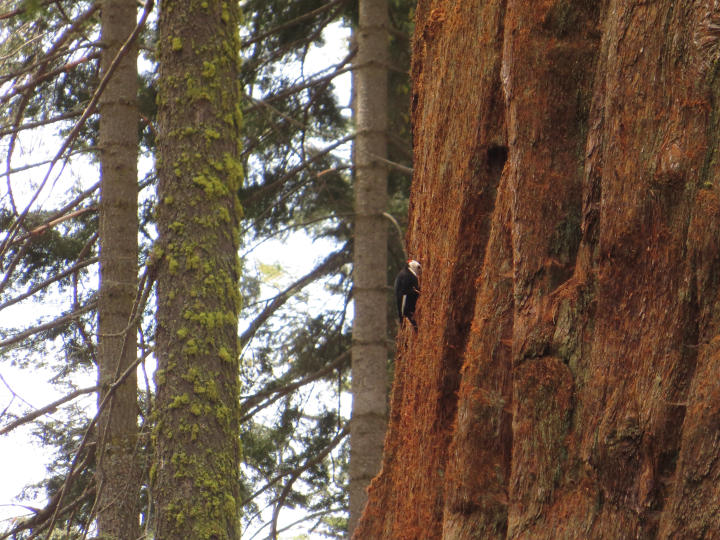 Woodpecker (by JTB)