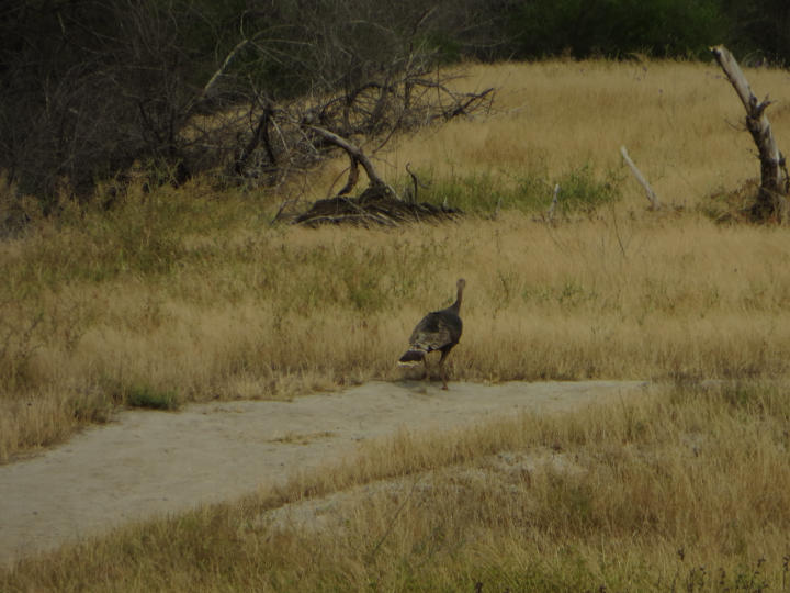 Wild turkey (by JTB)