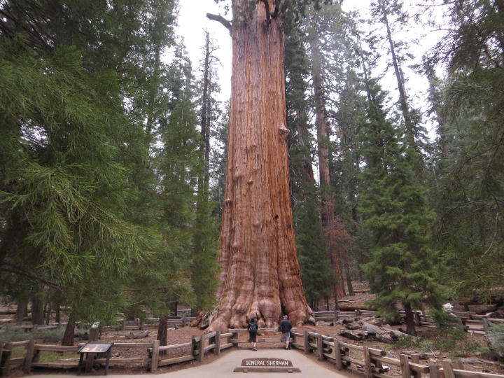 Scott & I at the General Sherman (by JTB)