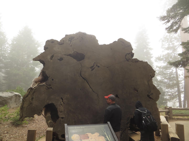 Investigating a slice of a sequoia (by JTB)