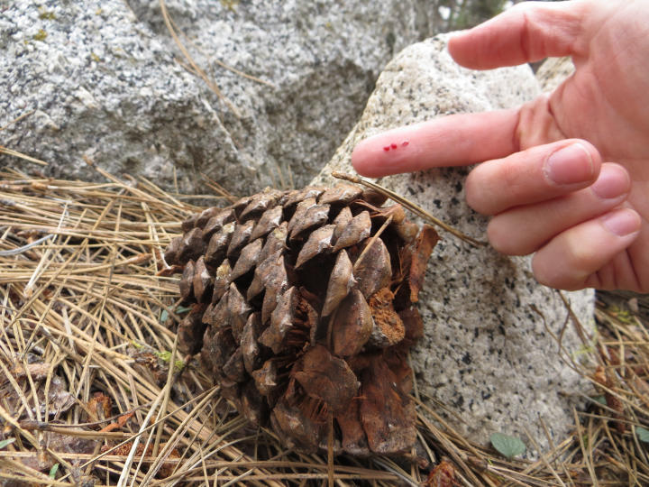 JTB sliced by a wicked pinecone ((by JTB)