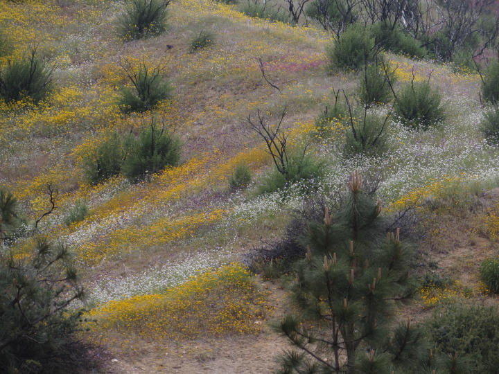 Thousands of wildflowers (by JTB)