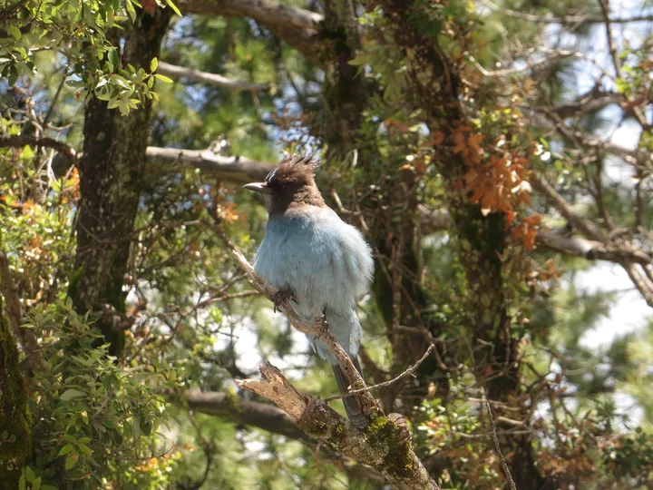 Another Steller's Jay (squirrel accomplice) (by JTB)