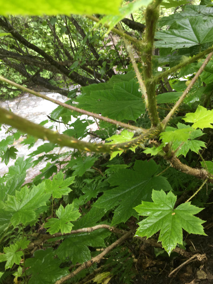 The thorny undersides of the Devil's Club