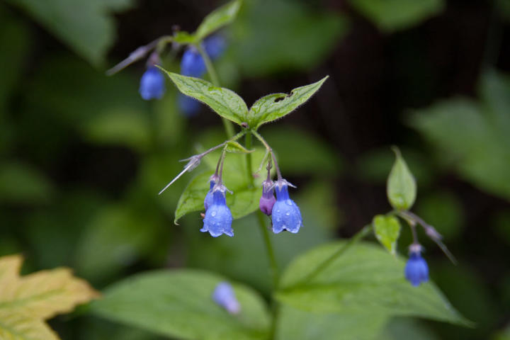 Common Harebell