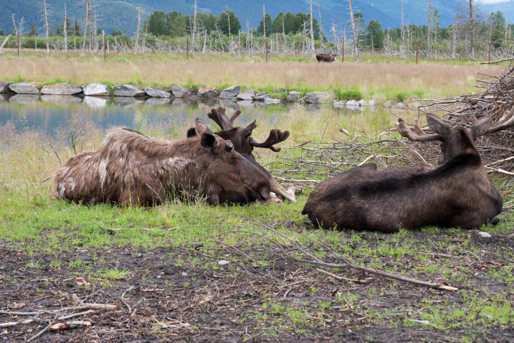 Some sort of large deer