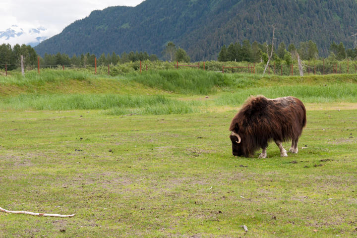 Musk Ox