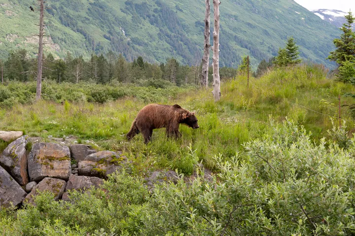 Another brown bear notices the fish