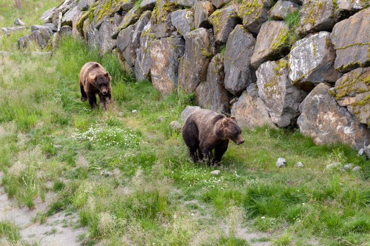 I was rooting for the lead bear