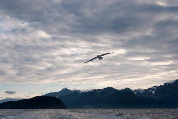 Seagull waiting for herring scraps