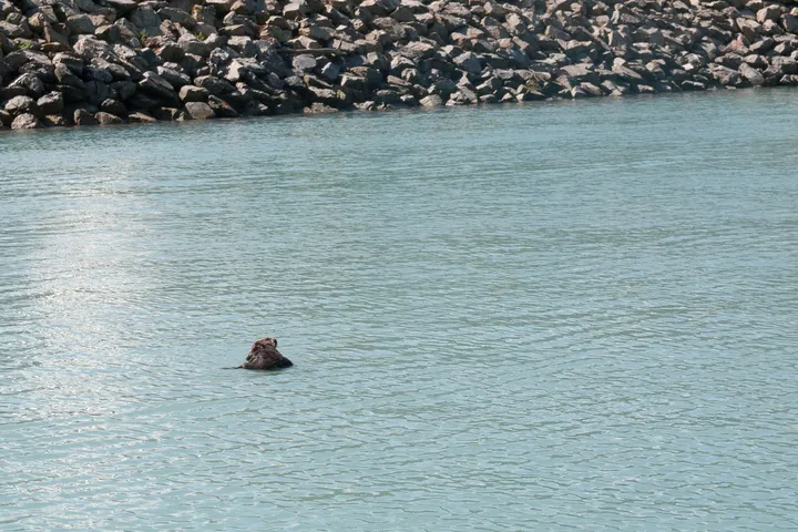 Sea Otter in the harbor