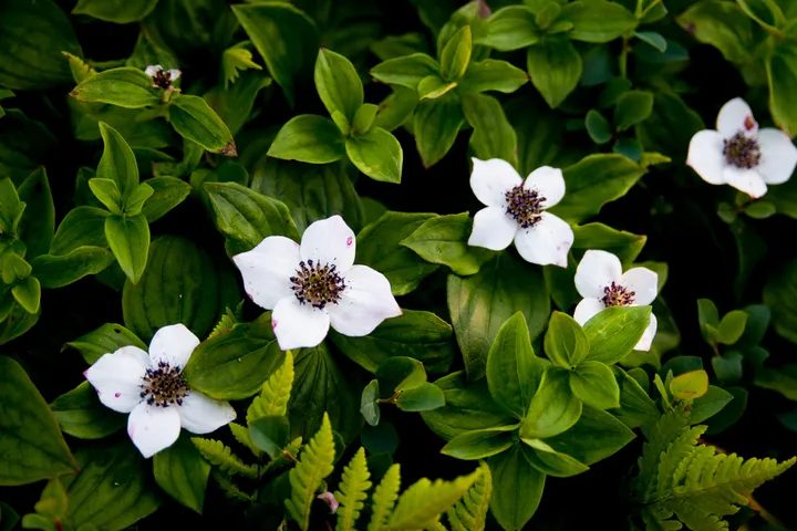 Bunchberry blossoms