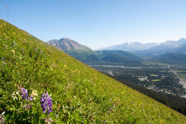 Mountainside was blanketed in wildflowers