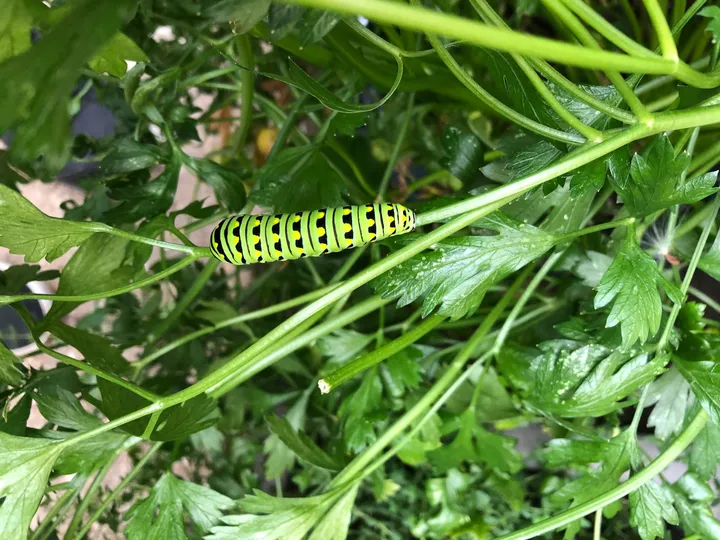 Caterpillar (swallowtail?)
